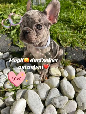 Französische Bulldogge Welpen