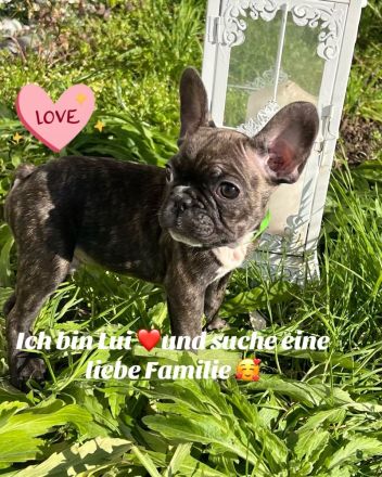 Französische Bulldogge Welpen
