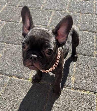 Französische Bulldogge Welpen