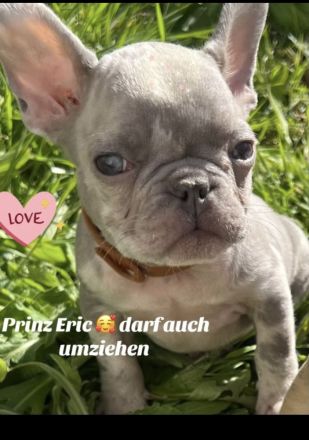 Französische Bulldogge Welpen