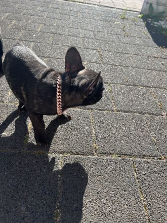 Französische Bulldogge Welpen