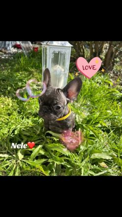 Französische Bulldogge Welpen