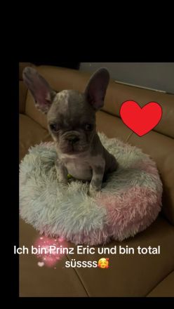 Französische Bulldogge Welpen