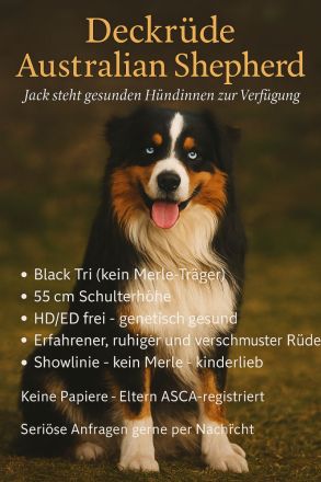 Erfahrener Deckrüde „Jack“ steht geeigneten Hündinnen zur Verfügung