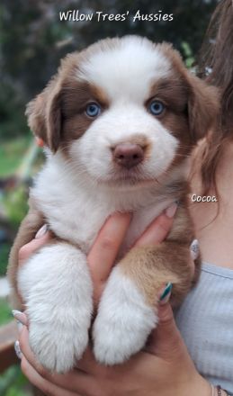 Reinrassige Australian Shepherd Welpen, blaue Augen, ASCA Papiere, in Kürze auszugsbereit