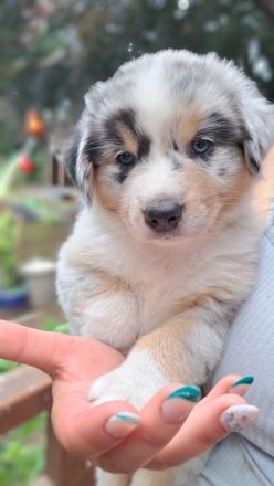 Reinrassige Australian Shepherd Welpen, blaue Augen, ASCA Papiere, in Kürze auszugsbereit