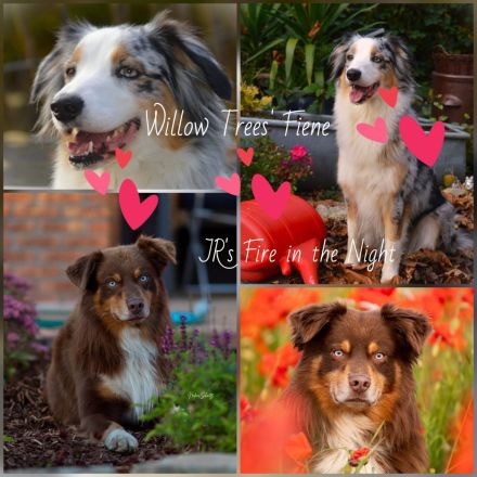 Reinrassige Australian Shepherd Welpen, blaue Augen, ASCA Papiere, in Kürze auszugsbereit