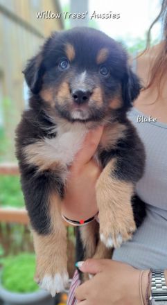 Reinrassige Australian Shepherd Welpen, blaue Augen, ASCA Papiere, in Kürze auszugsbereit