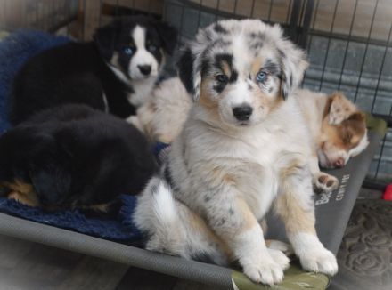 Reinrassige Australian Shepherd Welpen,  blaue Augen, ASCA Papiere, auszugsbereit