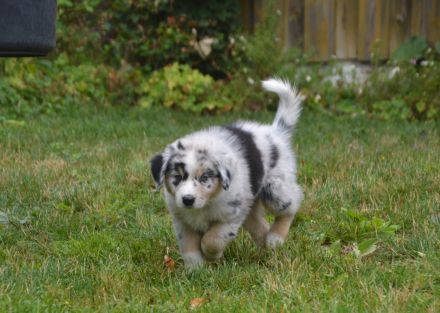 Reinrassige Australian Shepherd Welpen,  blaue Augen, ASCA Papiere, auszugsbereit