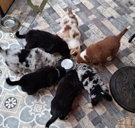 Reinrassige Australian Shepherd Welpen, blaue Augen, ASCA Papiere, in Kürze auszugsbereit