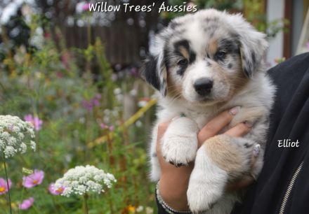 Reinrassige Australian Shepherd Welpen,  blaue Augen, ASCA Papiere, auszugsbereit