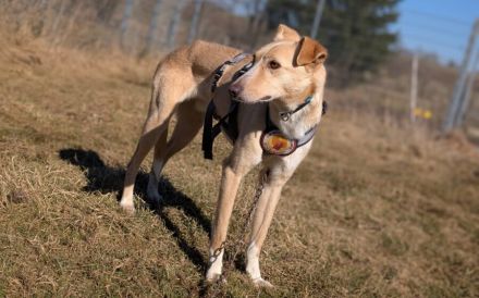 Zeigst du PAVEL wie schön die Welt ist?