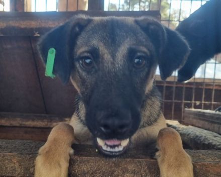 TERENCE  ca. 1 1/2-jähriger, lebensfroher Jung-Rüde, ca. 50 cm,