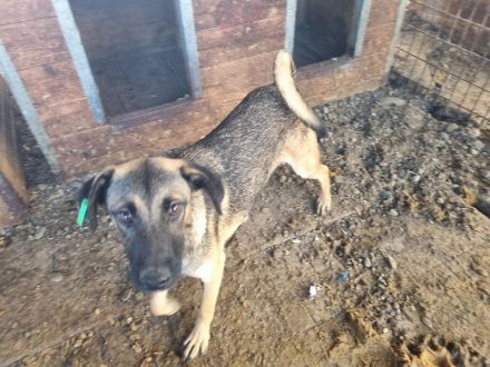 TERENCE  ca. 1 1/2-jähriger, lebensfroher Jung-Rüde, ca. 50 cm,