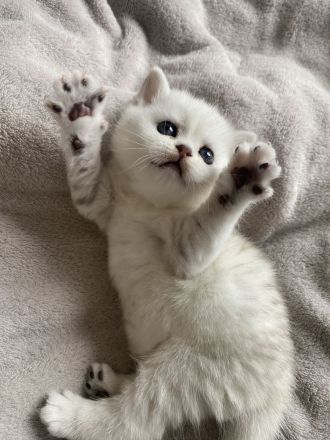 Wunderschöne BKH kitten abzugeben