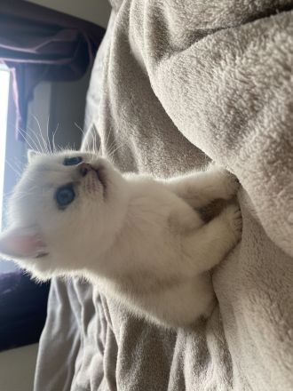 Wunderschöne BKH kitten abzugeben