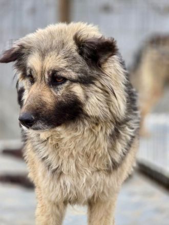 Blana sucht ihr Für-immer-Zuhause