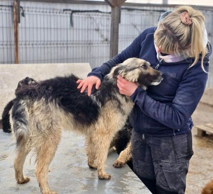 Blana sucht ihr Für-immer-Zuhause