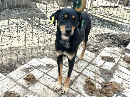LUBI  ca. 1 1/2-jähriger, hübscher Tricolor-Rüde, ca.45 cm
