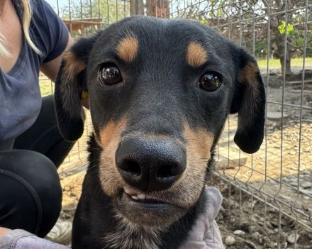 LUBI  ca. 1 1/2-jähriger, hübscher Tricolor-Rüde, ca.45 cm