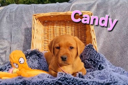 Labradorwelpen in Foxred aus Körzucht