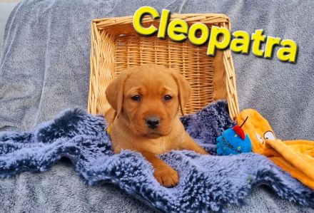 Labradorwelpen in Foxred aus Körzucht