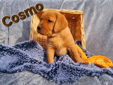 Labradorwelpen in Foxred aus Körzucht