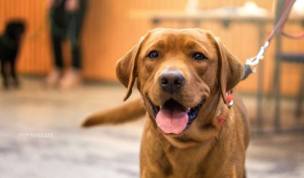 Labradorwelpen in Foxred aus Körzucht