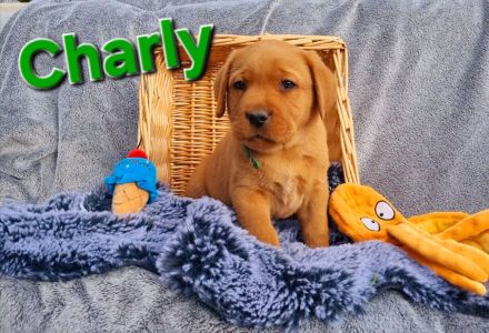 Labradorwelpen in Foxred aus Körzucht