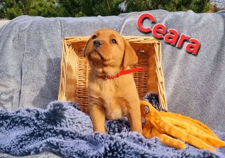 Labradorwelpen in Foxred aus Körzucht