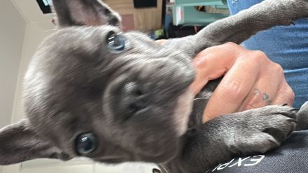 Welpen Bulldog französisch