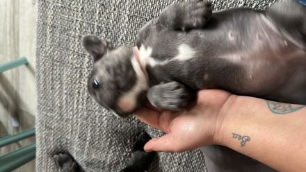 Welpen Bulldog französisch