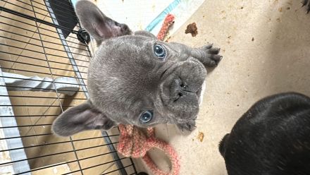 Welpen Bulldog französisch