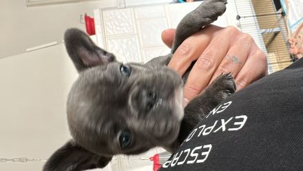 Welpen Bulldog französisch