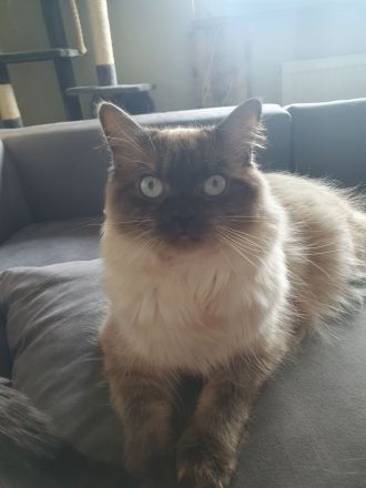 Colorpoint Perser Hauskatze