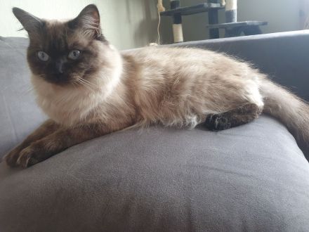 Colorpoint Perser Hauskatze