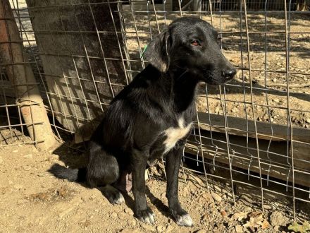 ANICE  ca. 3 1/2-jährige, hübsche Hündin, ca. 50 cm, braucht etwas Eingewöhnungszeit