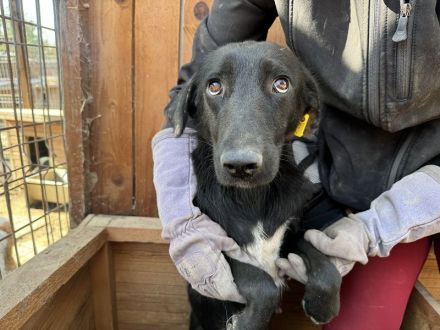 ANICE  ca. 3 1/2-jährige, hübsche Hündin, ca. 50 cm, braucht etwas Eingewöhnungszeit