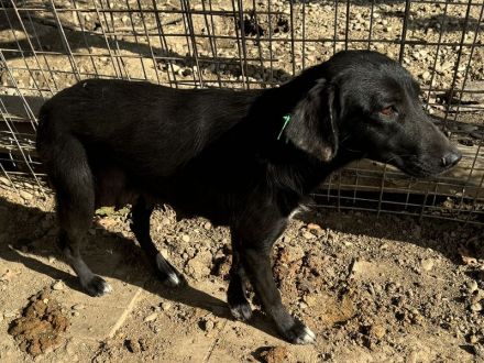 ANICE  ca. 3 1/2-jährige, hübsche Hündin, ca. 50 cm, braucht etwas Eingewöhnungszeit