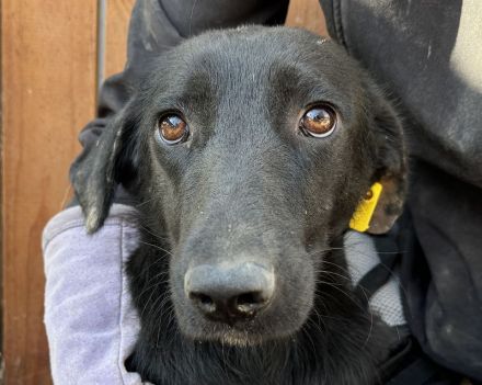 ANICE  ca. 3 1/2-jährige, hübsche Hündin, ca. 50 cm, braucht etwas Eingewöhnungszeit