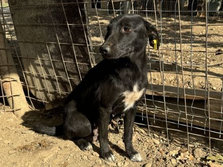 ANICE  ca. 3 1/2-jährige, hübsche Hündin, ca. 50 cm, braucht etwas Eingewöhnungszeit