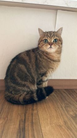 Black Golden Tabby Classic Zuchtkatze