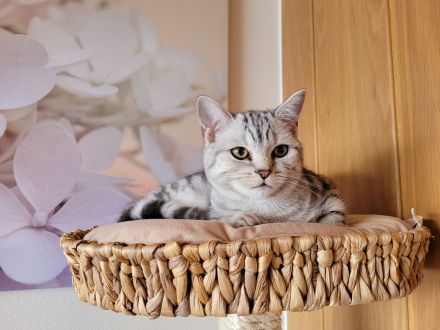 BKH Black Silver Tabby Classic Zuchtkatze