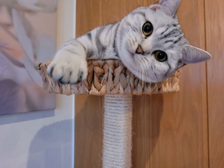 BKH Black Silver Tabby Classic Zuchtkatze