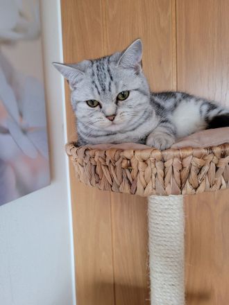 BKH Black Silver Tabby Classic Zuchtkatze
