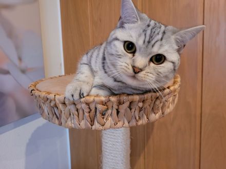 BKH Black Silver Tabby Classic Zuchtkatze