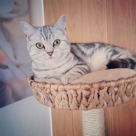 BKH Black Silver Tabby Classic Zuchtkatze