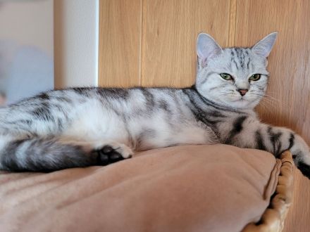 BKH Black Silver Tabby Classic Zuchtkatze