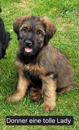 Traum Welpen sind da